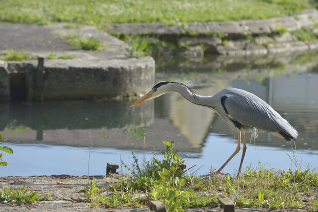 heron
