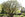 arbre25 Noisetier tortueux