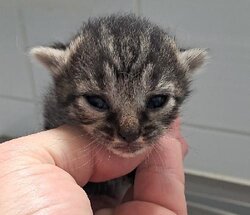 Photo d'un(e) EUROPEEN CHATON