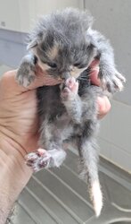 Photo d'un(e) EUROPEEN CHATON