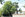 arbre06 Marronnier commun