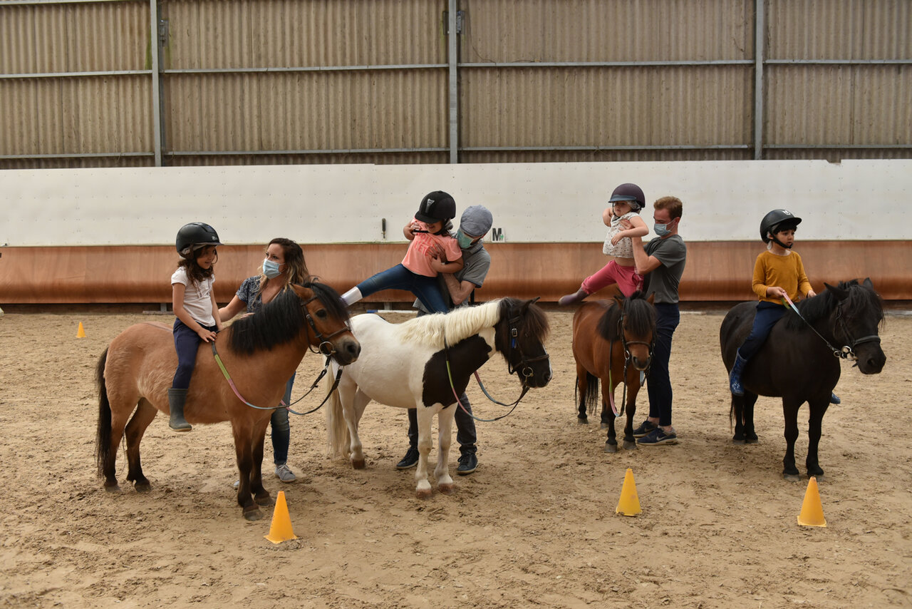 Poney maitre d'école