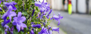 Entretien des trottoirs fleuris