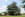 arbre30 Cèdre bleu de l'Atlas