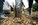 Plantation d?arbres par des eleves de l'ecole Jean-Mermoz pour la creation d'un jardin-foret gourmand a Souche