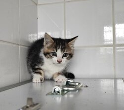 Photo d'un(e) EUROPEEN CHATON
