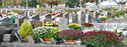 Cimetiere naturel de Souche