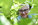 Portrait de Vanessa Brard presidente de l?Association de Promotion de l'Angelique Niort-Marais Poitevin