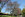 arbre27 Paulownia