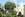 arbre21 Micocoulier