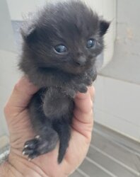 Photo d'un(e) EUROPEEN CHATON
