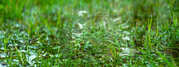 Green grass flooded with rain.Summer rain.Rectangular background with wet grass.Flooding in the fields.