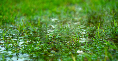 Green grass flooded with rain.Summer rain.Rectangular background with wet grass.Flooding in the fields.