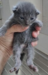 Photo d'un(e) EUROPEEN CHATON
