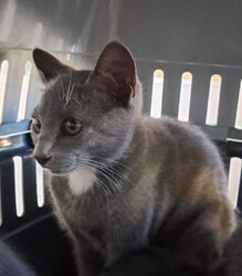 Photo d'un(e) EUROPEEN CHATON